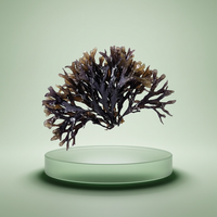 Sea Moss (Irish Moss)